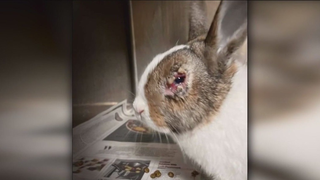 Dozens of bunnies rescued from home